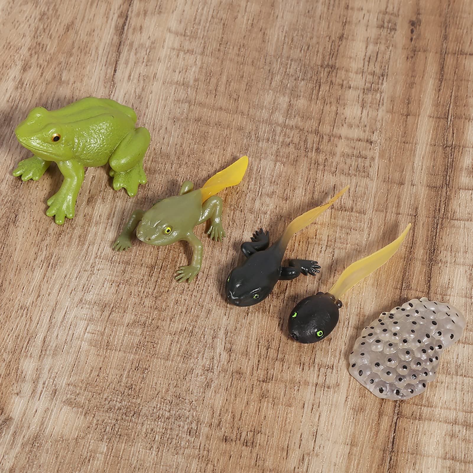 RiToEasysports Kit De Juguete De Rana Renacuajo, Modelo De Ciclo De Crecimiento De Ranidae, Animal De Simulación En Miniatura Para Niños Para Ayudas Educativas Tempranas, Juguete De Estatua De