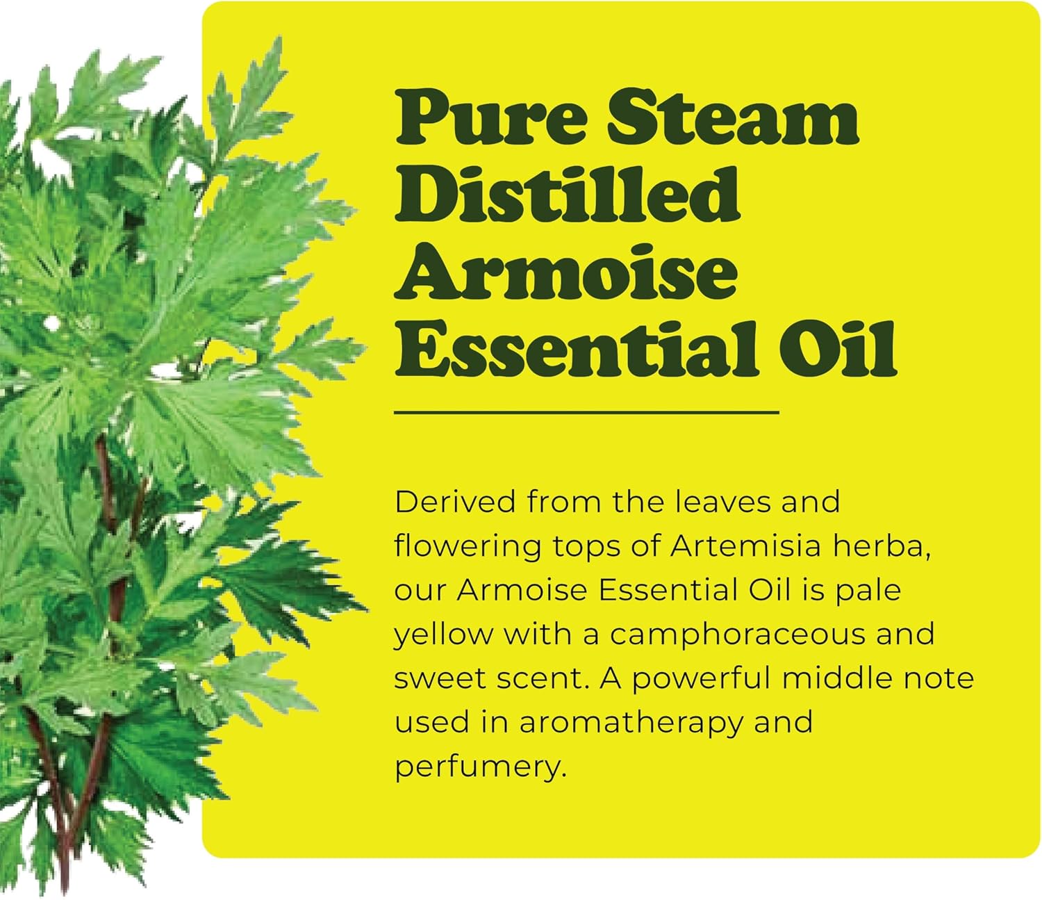 Armoise Essential Oil – Pure Steam Distilled Mugwort Oil from Artemisia Herba – Aromatherapy Oil for Massage – Natural Middle Note with Camphoraceous Sweet Aroma - Morocco - 10ml