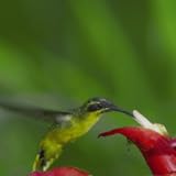 Hummingbird Live Wallpaper