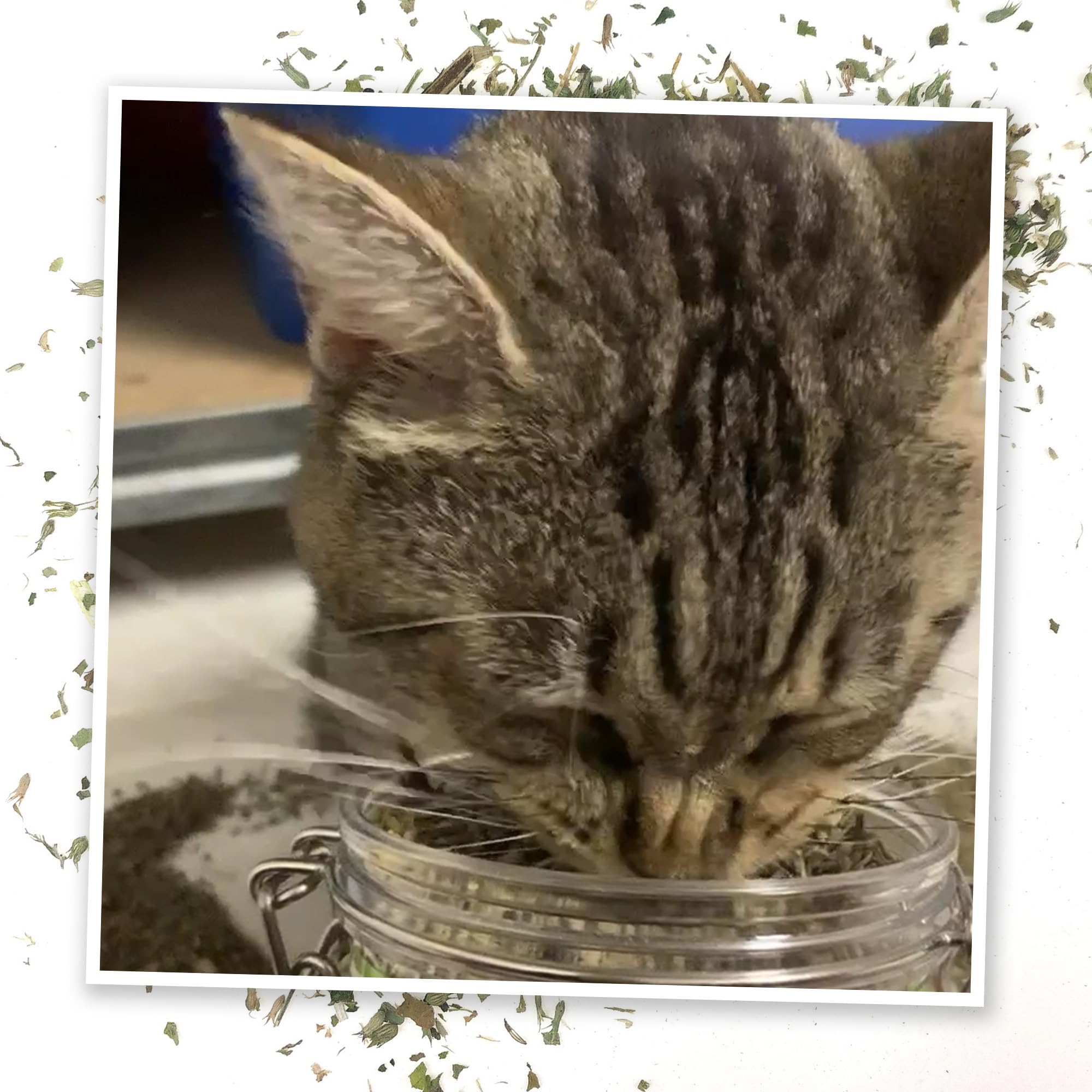 Meowijuana Katzenminze Pawty Mix mit Zitronengras | Bio | Getrocknete Premium 7 Kräuter Mischung | Hochwirksames | Perfekt für Katzenspielzeug | In den USA angebaut