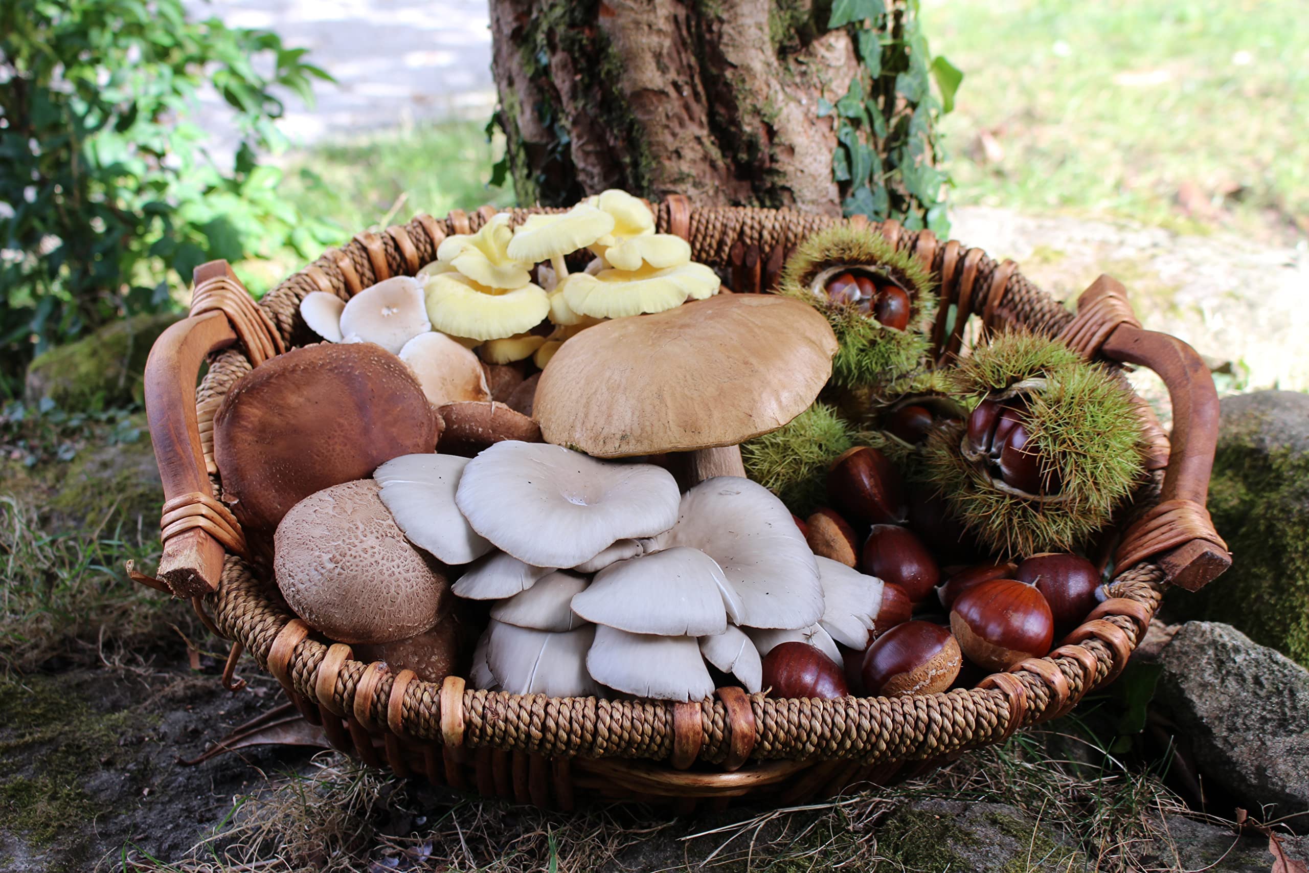 HIFAS - Setas Autocultivo - Autocultivo de Seta Shiitake sobre Troncos de Madera, Perfecto para el Cultivo de Setas en casa o para el Huerto, Mushroom Growing (1000 Uds)