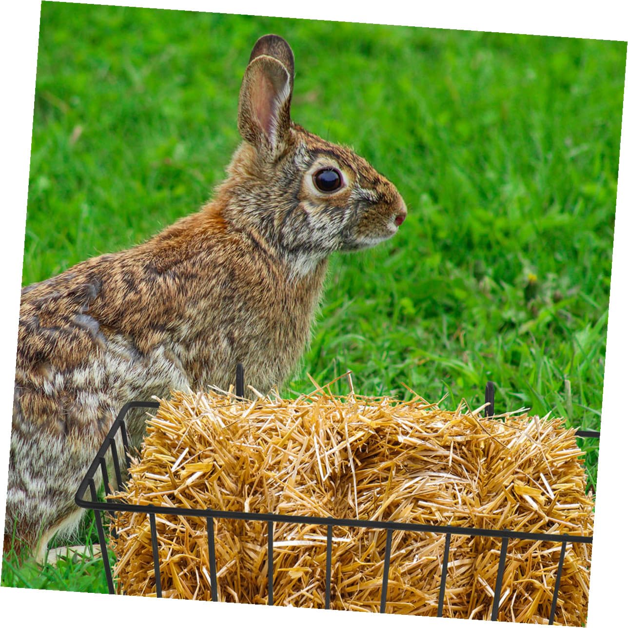 Mangeoire à Foin Suspendue pour Lapin en Fer Noir, 5 Pièces