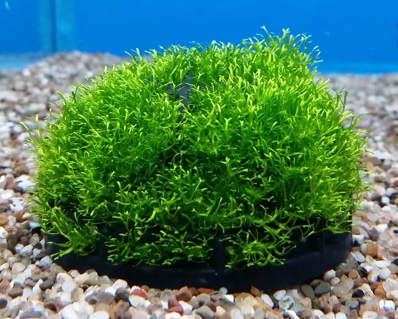 Superfish Scapers Moss TrayScapers Moss Tray