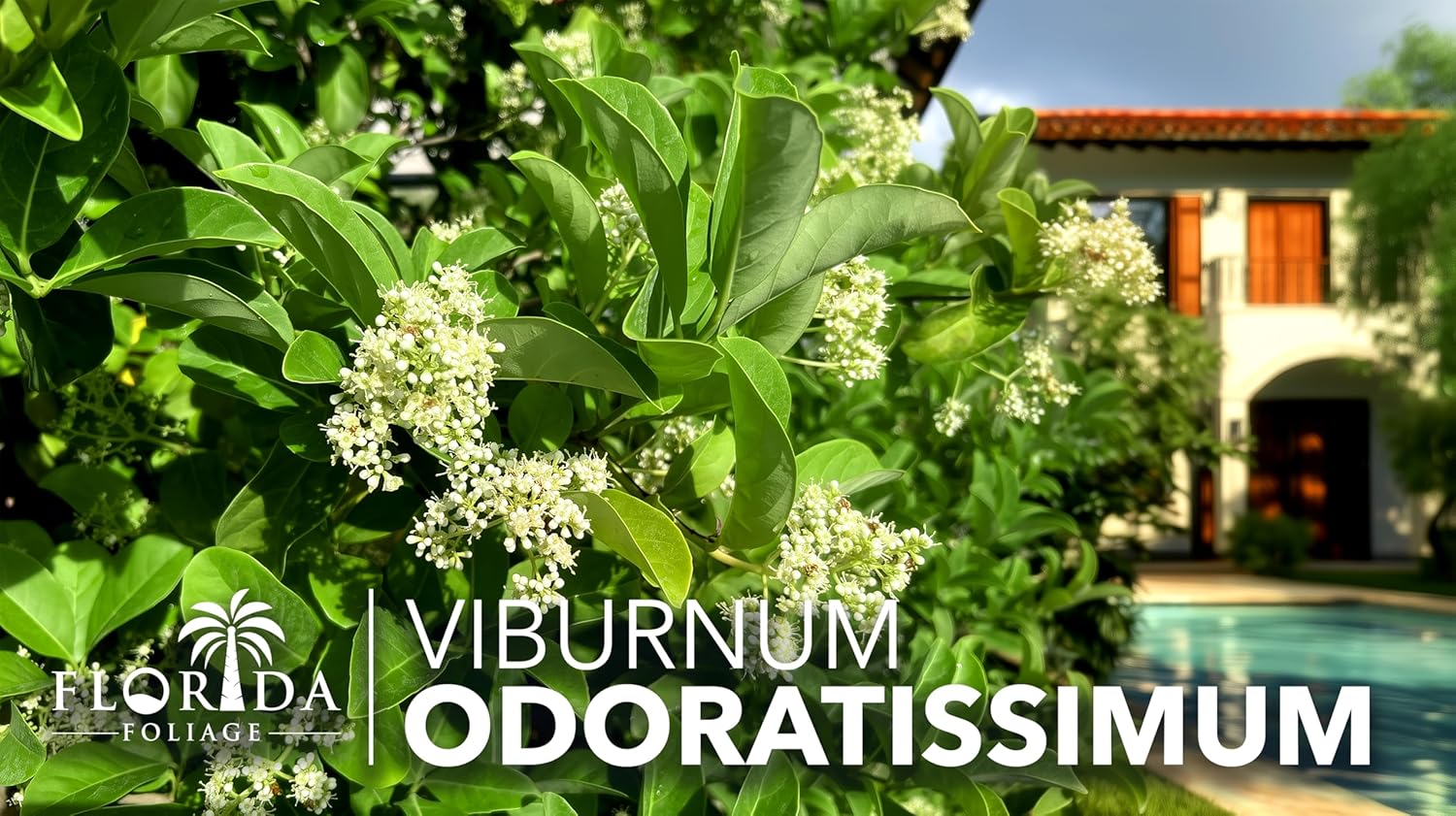 Viburnum Odoratissimum | 40 Live Plants | Viburnum odoratissimum | Fast Growing Privacy Hedge | Evergreen Screening Shrub