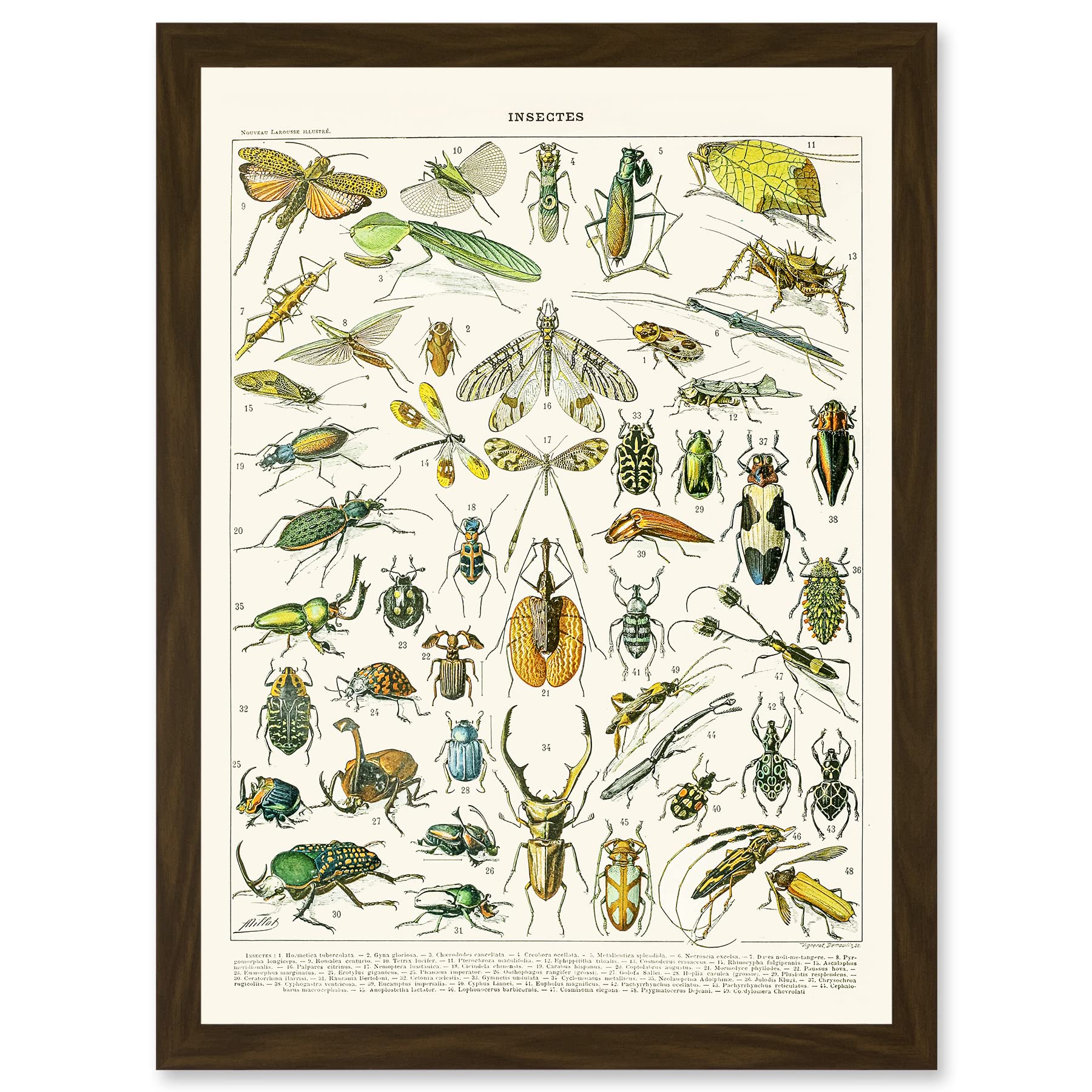 Millot Encyclopedia Vintage Flying Insects Beetles Nature Framed Wall Art Print A4