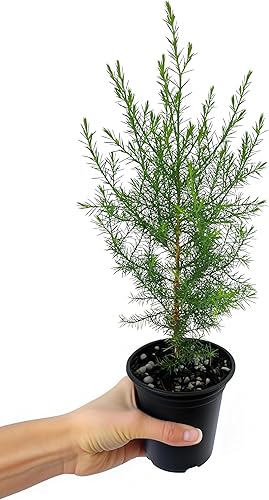 Miniatura 10 de Árbol de cedro rojo del sur  3 plantas vivas  Juniperus virginiana Silicicola  Árboles resistentes de hoja perenne de rápido crecimiento