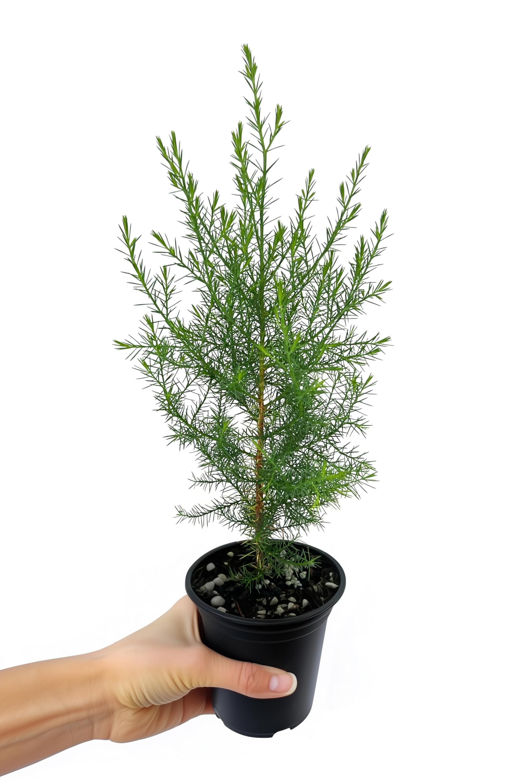 Southern Red Cedar