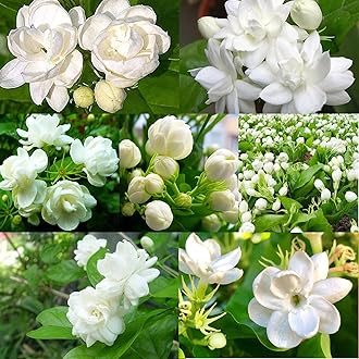 100+ Climbing Jasmine Flower Seeds for Planting-Non-GMO Jasmine Gardenia Plant Fragrant Flower Garden Home
