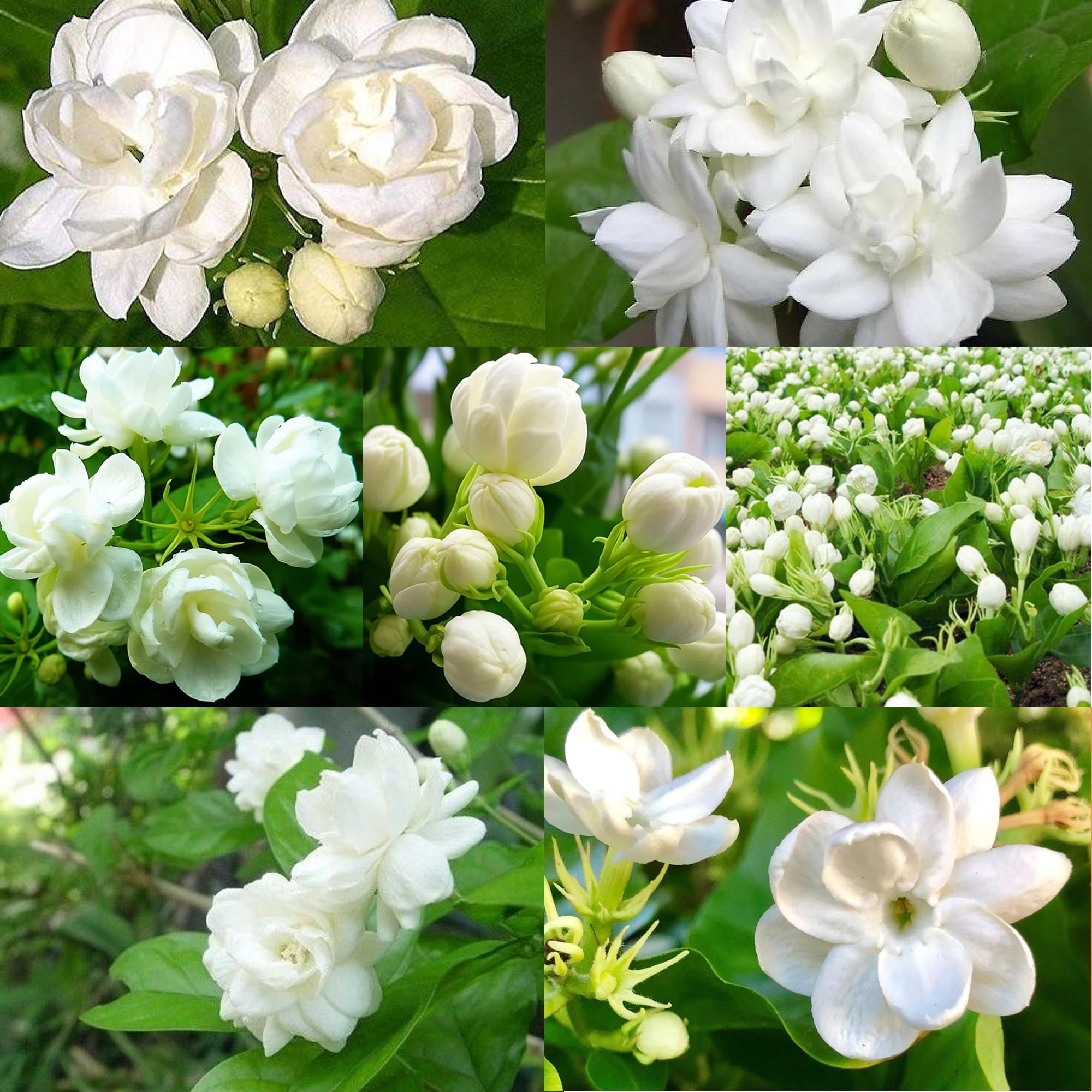 100+ Climbing Jasmine Flower Seeds for Planting-Non-GMO Jasmine Gardenia Plant Fragrant Flower Garden Home