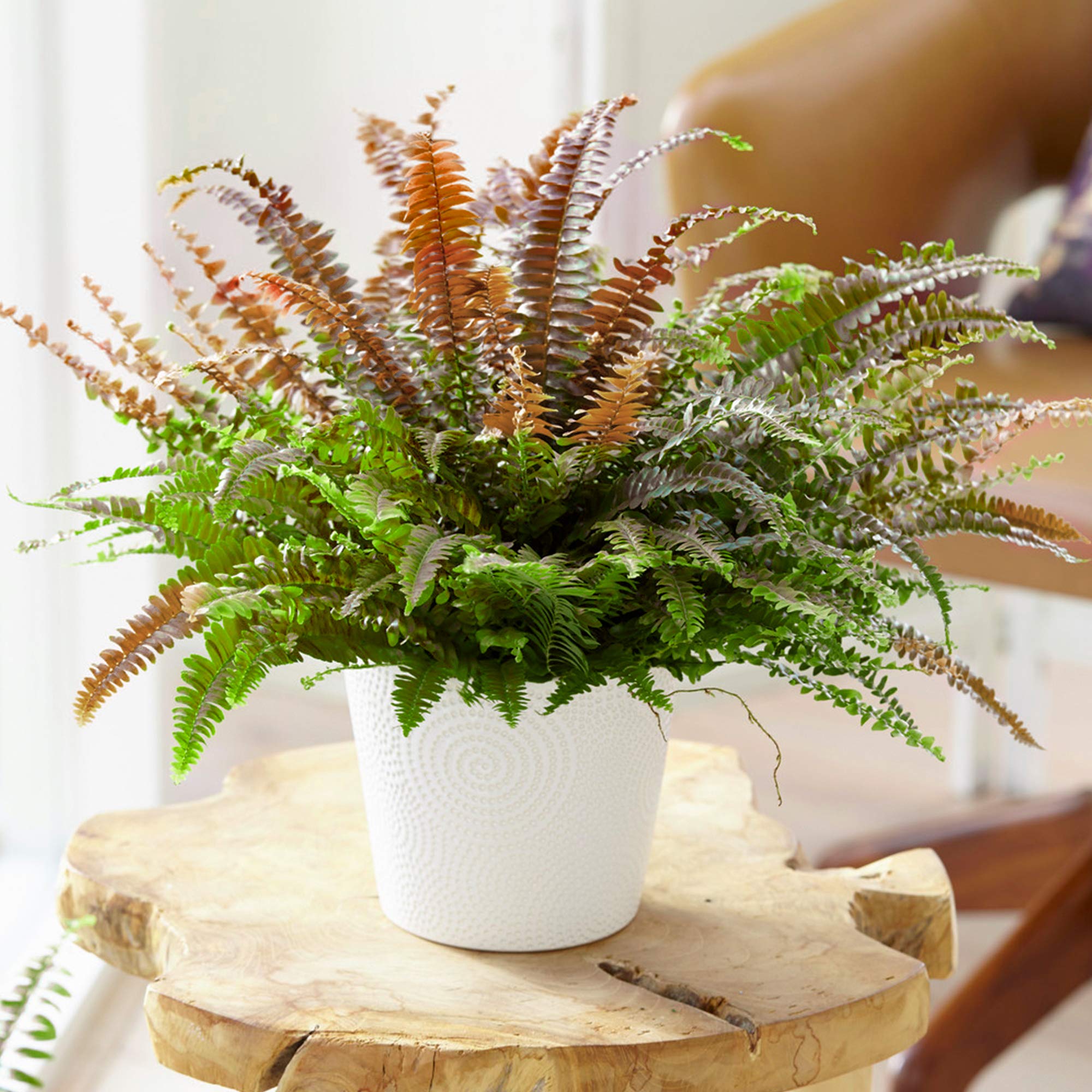 1 x Colourful Pteris Tricolor - Painted Brake Fern | Ideal Home or Office Plant