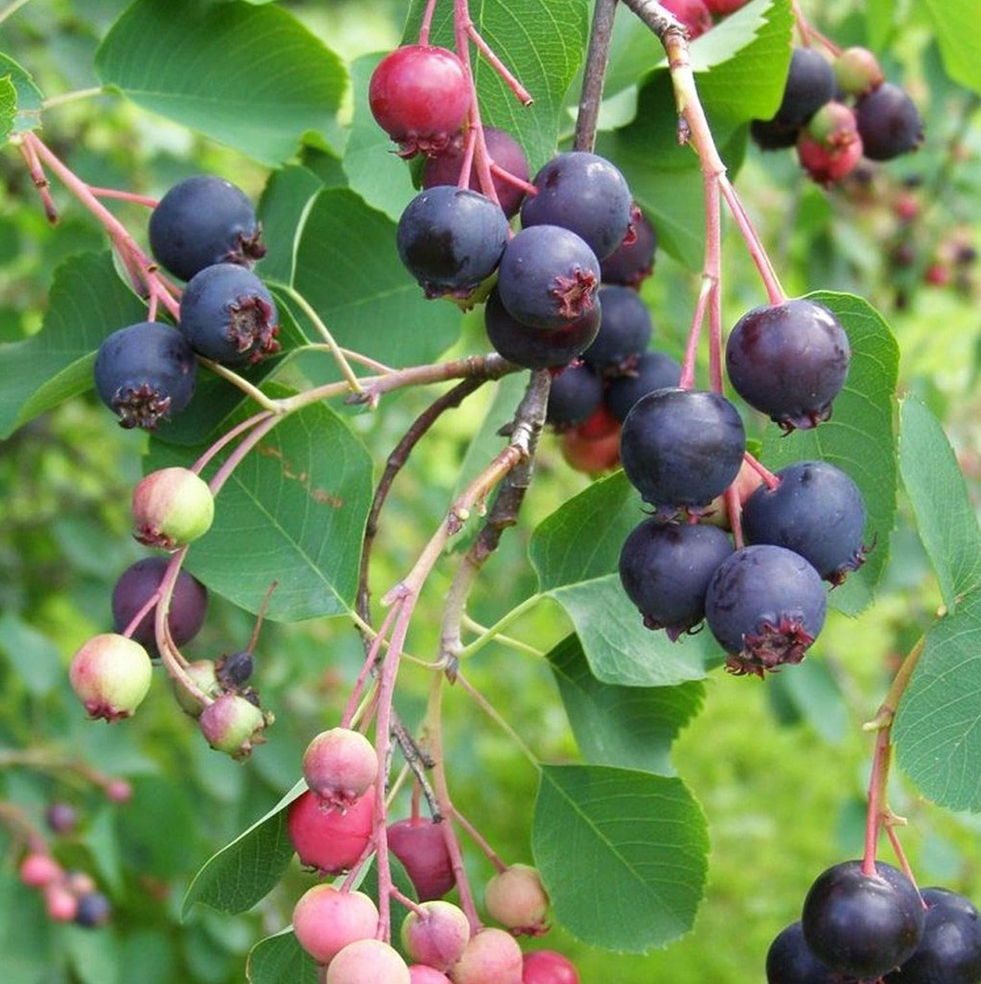 Vivai le Georgiche - Pianta vera di Amelanchier canadensis "Martin" Pero corvino 'Martin' - vaso Ø 15 cm - altezza alla vendita 60-80 cm