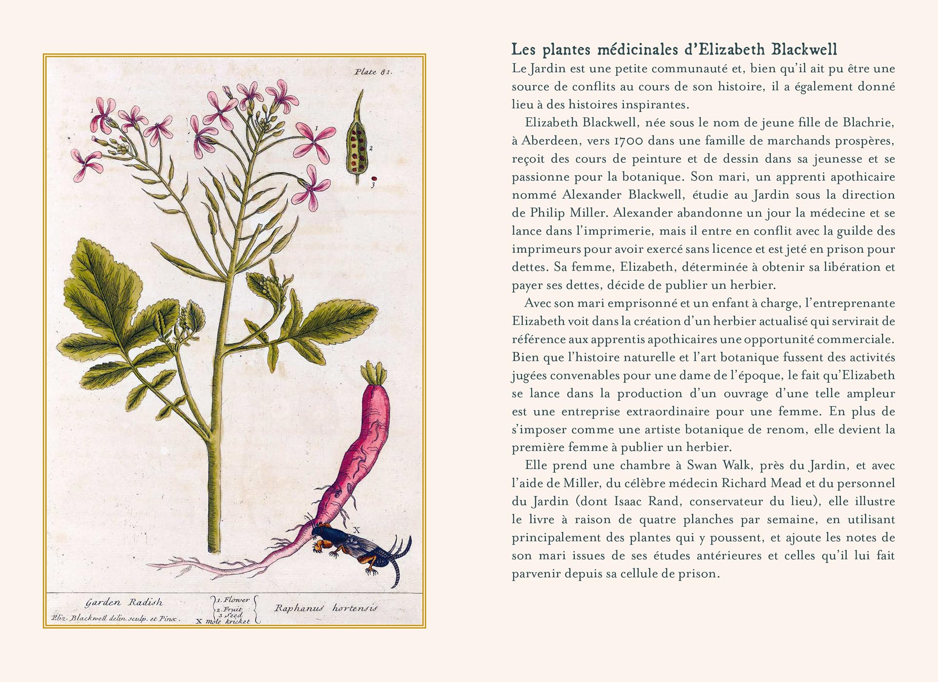 Plantes guérisseuses: 50 cartes botaniques illustrées par la pionnière de l'herboristerie Elizabeth Blackwell