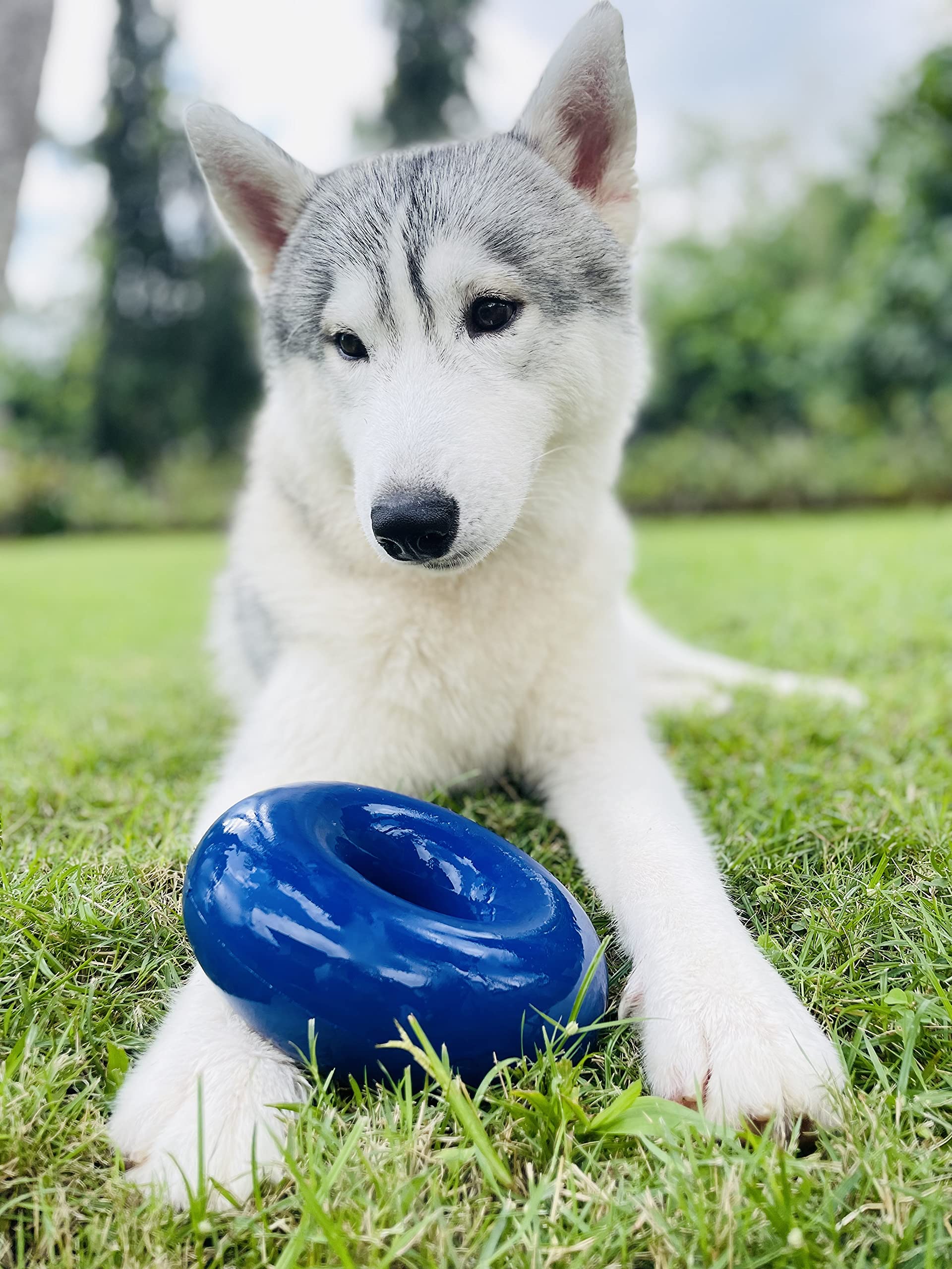 SuperChewy Anillo de goma grueso para perro | Gran juguete para masticar para perros | Juguete para masticar para perros | Juguete de masticar ultra duradero para masticadores agresivos