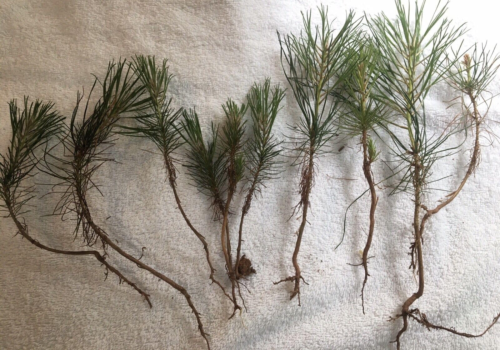 10 Loblolly Pine Tree seedlings Wild Grown 3-6" Perfect Transplant