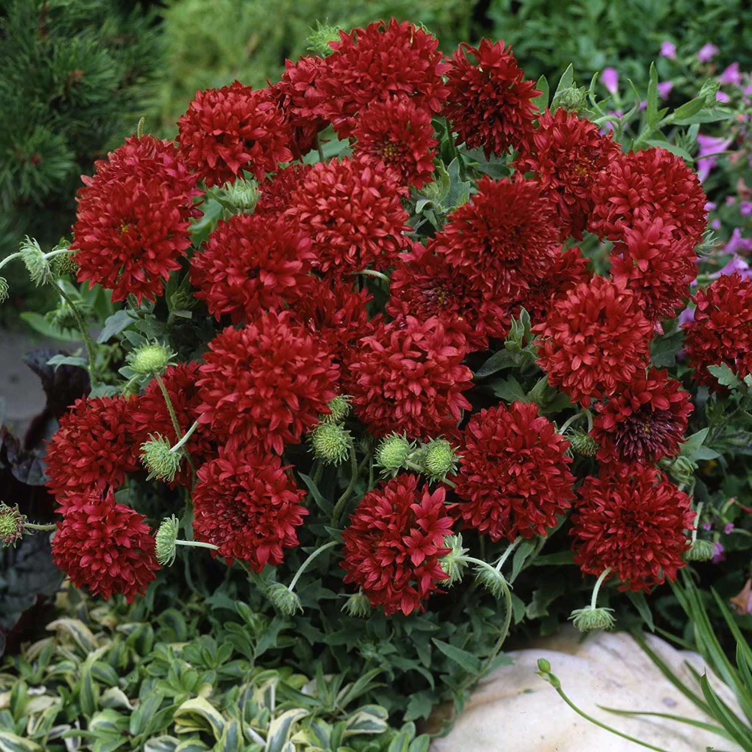 SRI SAI FORESTRY Gaillardia Pulchella Flower Seeds, Red Blanket Flower Seed Pack of 100 (B0BDXPC9NJ) Amazon Price History, Amazon Price Tracker