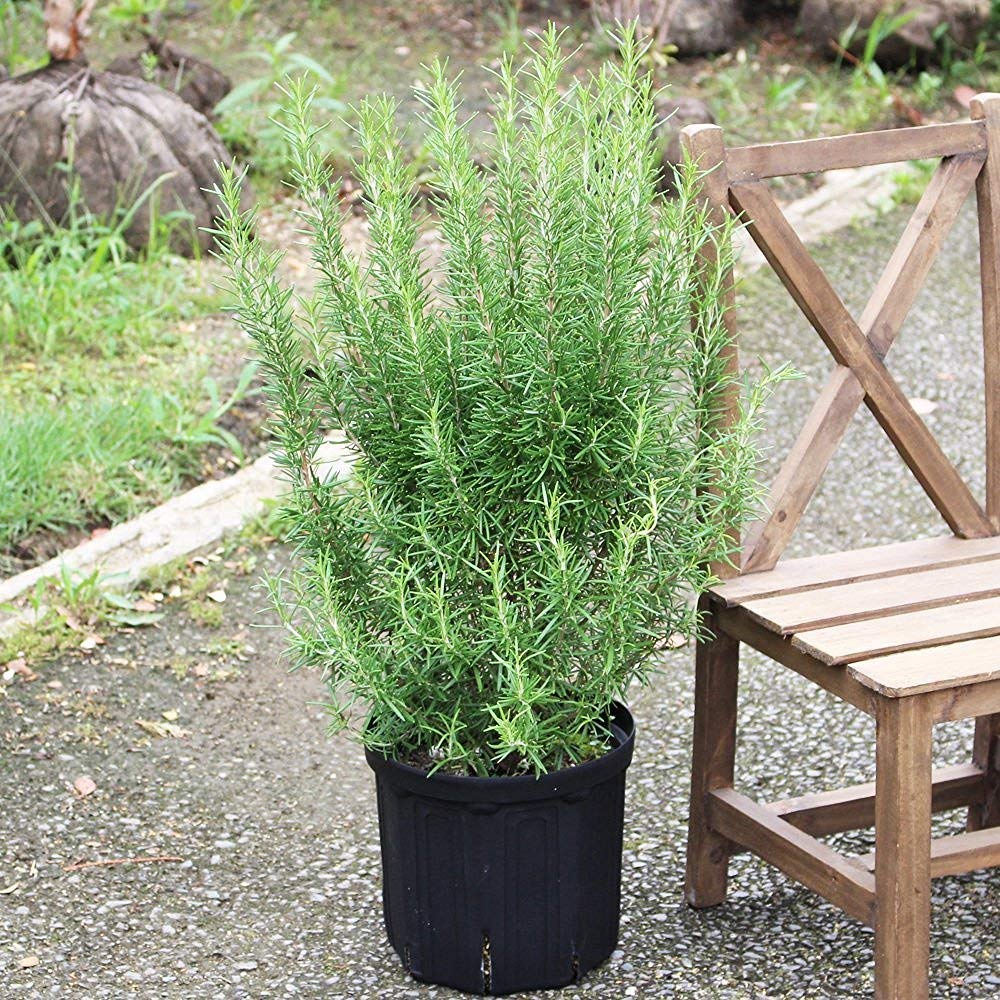 Amazon.co.jp: ボリューム有り ローズマリー 立性 鉢植え 観葉植物 苗