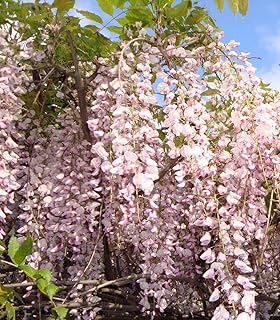 Germinazione I Semi: (200+ Pezzi EA) Wisteria Semi Color-Pallido Viola/Rosa Mix (Vecchio Raccolto: 2016)