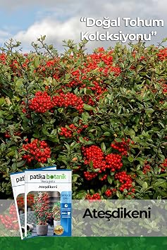 15 Firethorn Tree Seeds