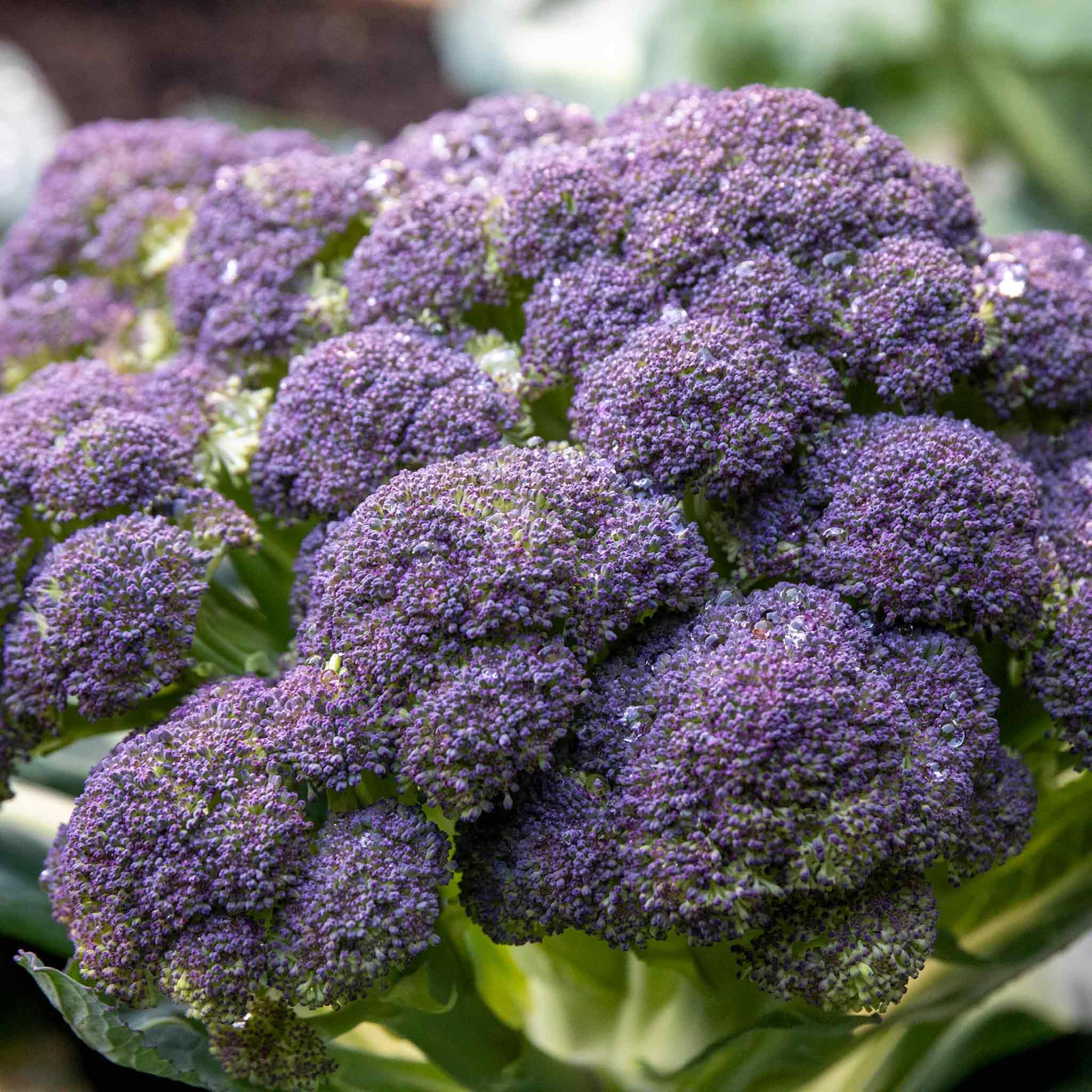 Marshalls Garden Broccoli Seeds 'Claret' F1 Hybrid Extra-Large Spring Spears 90 Seeds