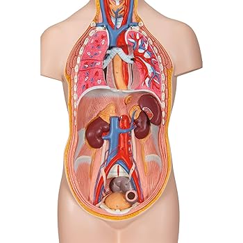 手　模型　筋肉模型 分解モデル　人体模型① 手 模型 筋肉模型 分解モデル 人体模型① Amazon.co.jp: 人体