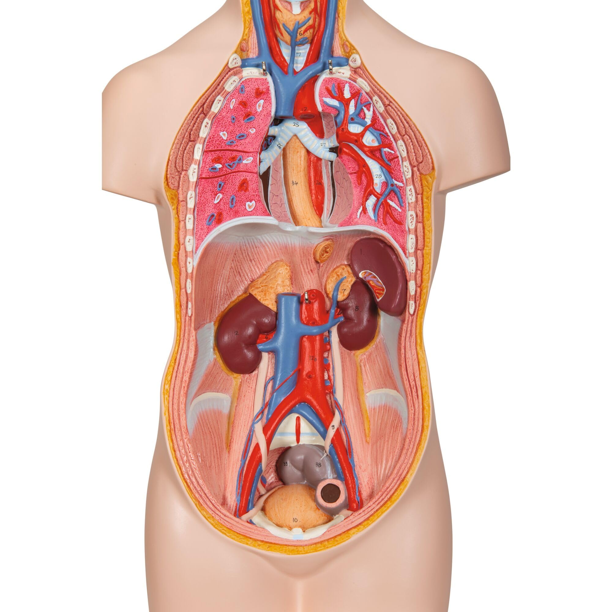 3B Scientific B22 Mini Torso, in 12 Parti + software gratuito di anatomia - 3B Smart Anatomy