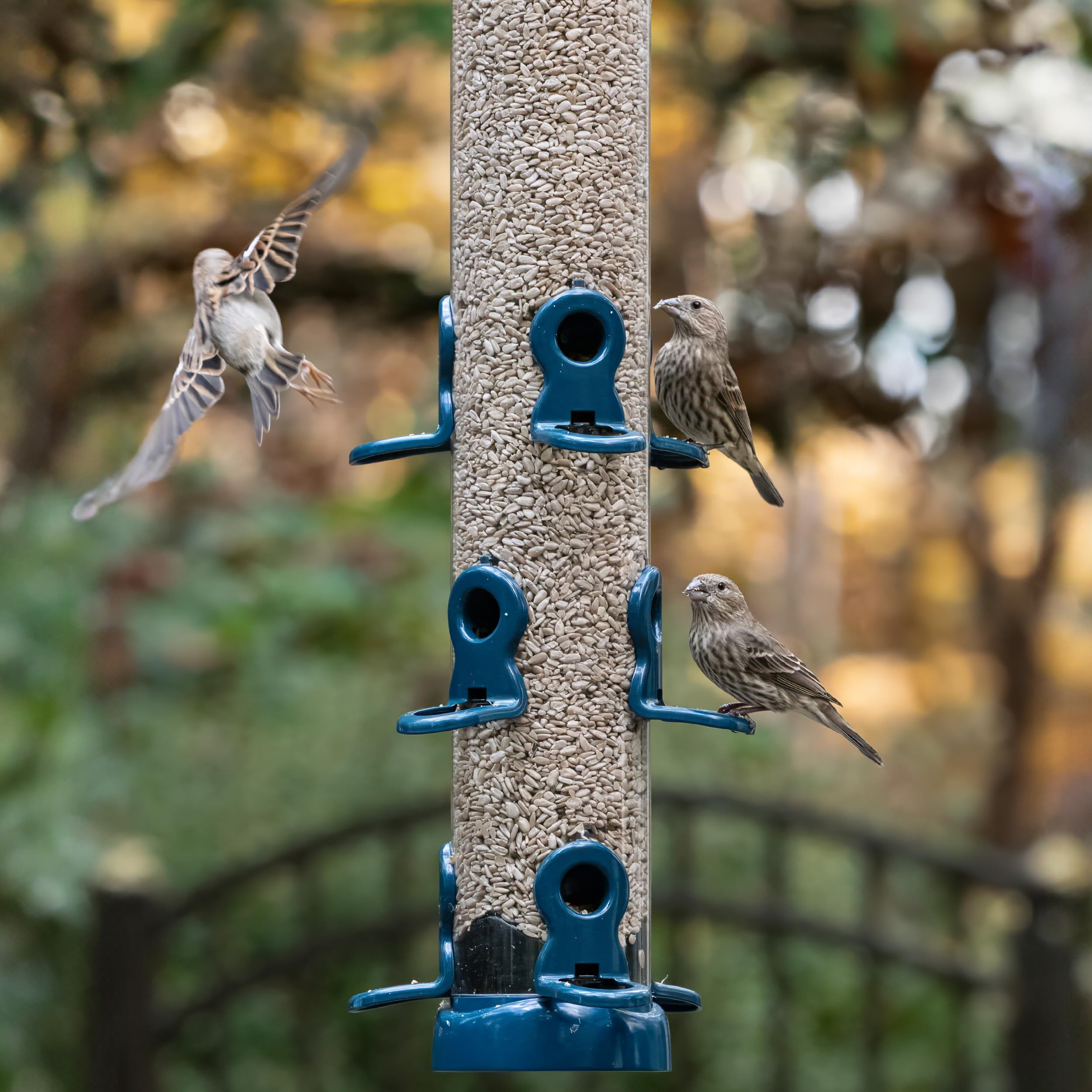 Jacobi Jayne® flo™ Vogelfutterstation für den Garten, zum Aufhängen, leicht zu reinigende Vogelfutterstation für Sonnenblumenkerne, Metall, blau, große Sonnenblumen-Herz-Futterstation