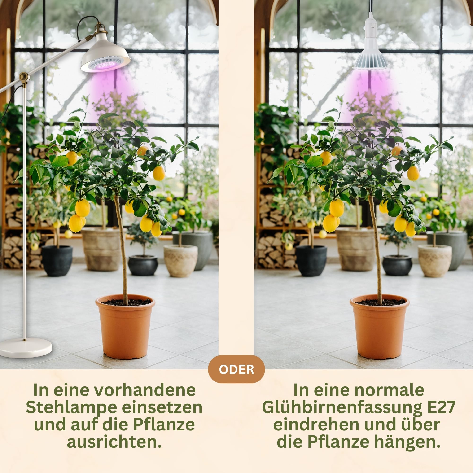 Meine Orangerie - LED Pflanzenlampe SPOT - Speziallichtquelle zur Überwinterung von mediterranen Kübelpflanzen - E27 Fassung - speziell angepasstes Spektrum