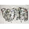 Product Photo 6
