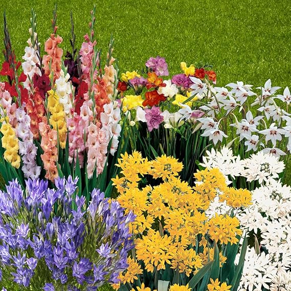 You Garden Summer Flowering Bulb Mixed Pack, 300 Bulbs, 7 Varieties