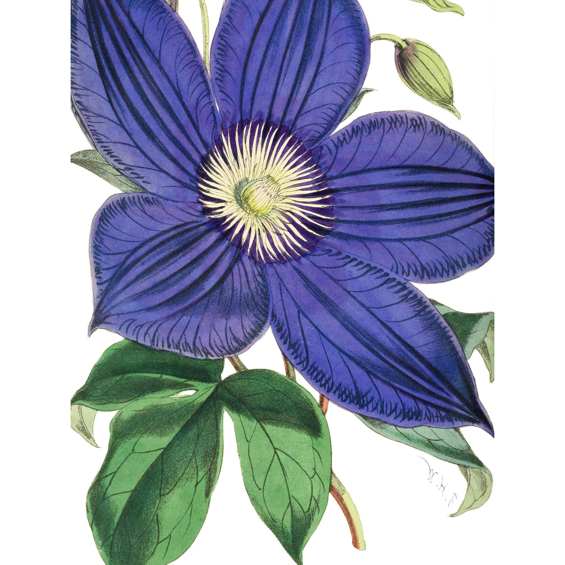 Big Purple Clematis Flower Art Print Poster Wall Decor