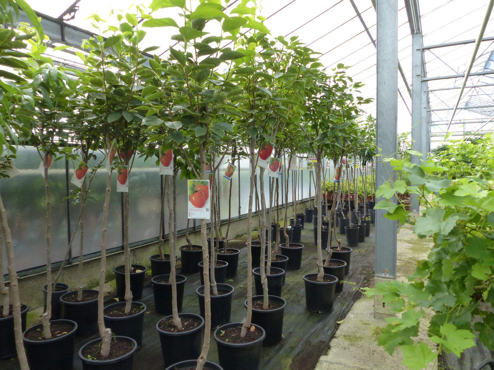 Kaki Baum 160-180 cm Sorte 'Rojo Brilliante' Kakipflaume