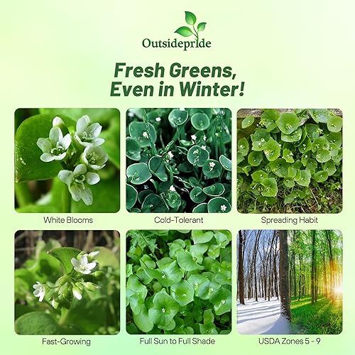 Miniatura 2 de Outsidepride Semilla de plantas de verdolaga de invierno - 5000 semillas