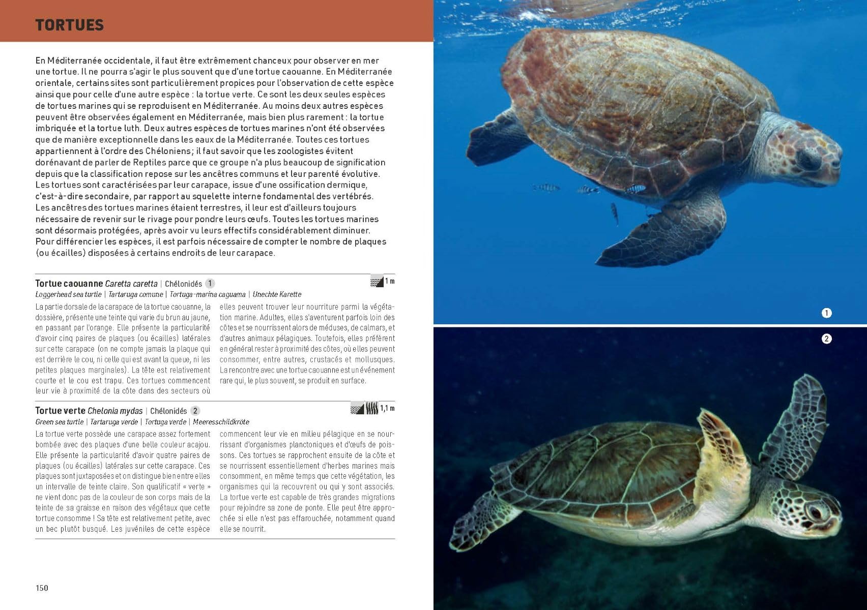 Méditerranée sous-marine: Guide de la faune et de la flore