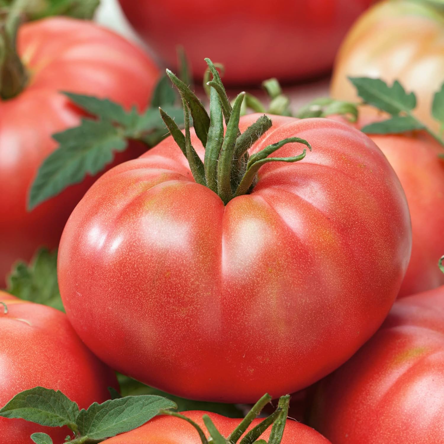 Tastemaster Imp. F1 Hybrid Tomato Seeds 300 Mg Packet