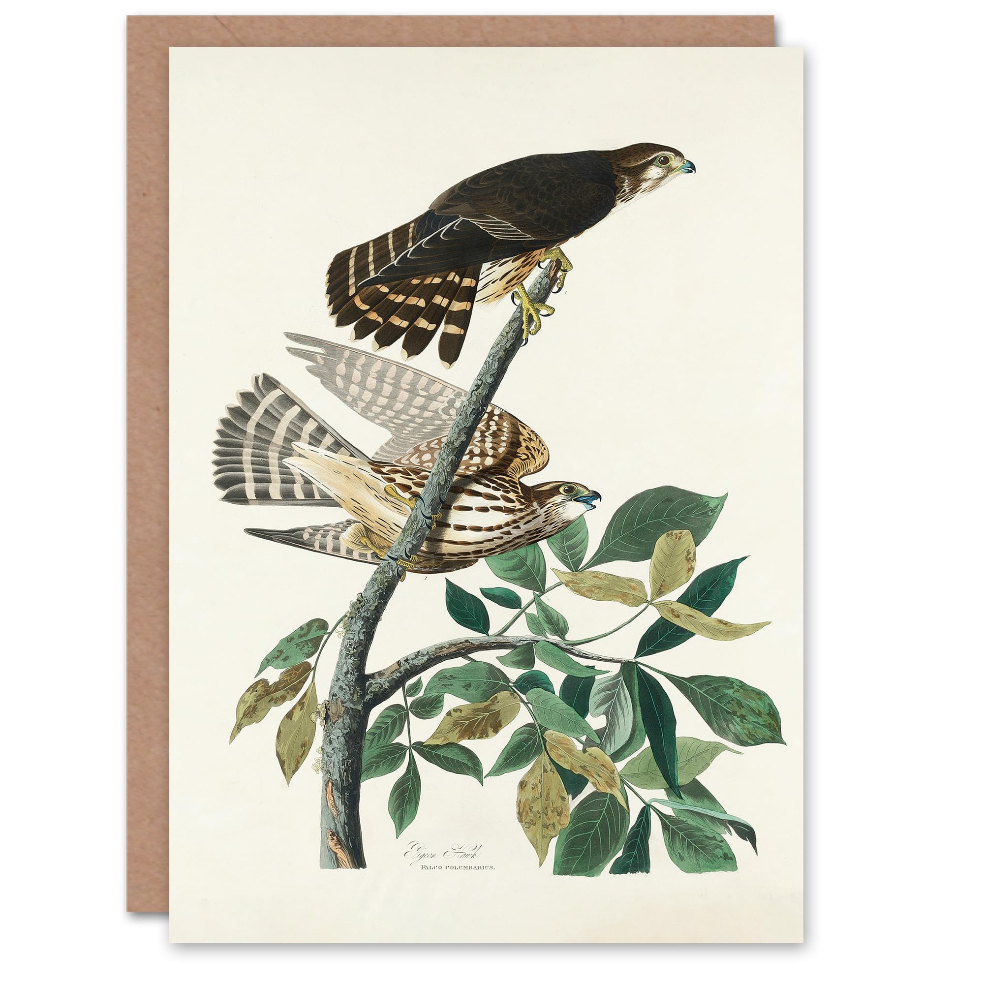 Artery8 - Greeting Card - John James Audubon Art - Pigeon Hawk - White