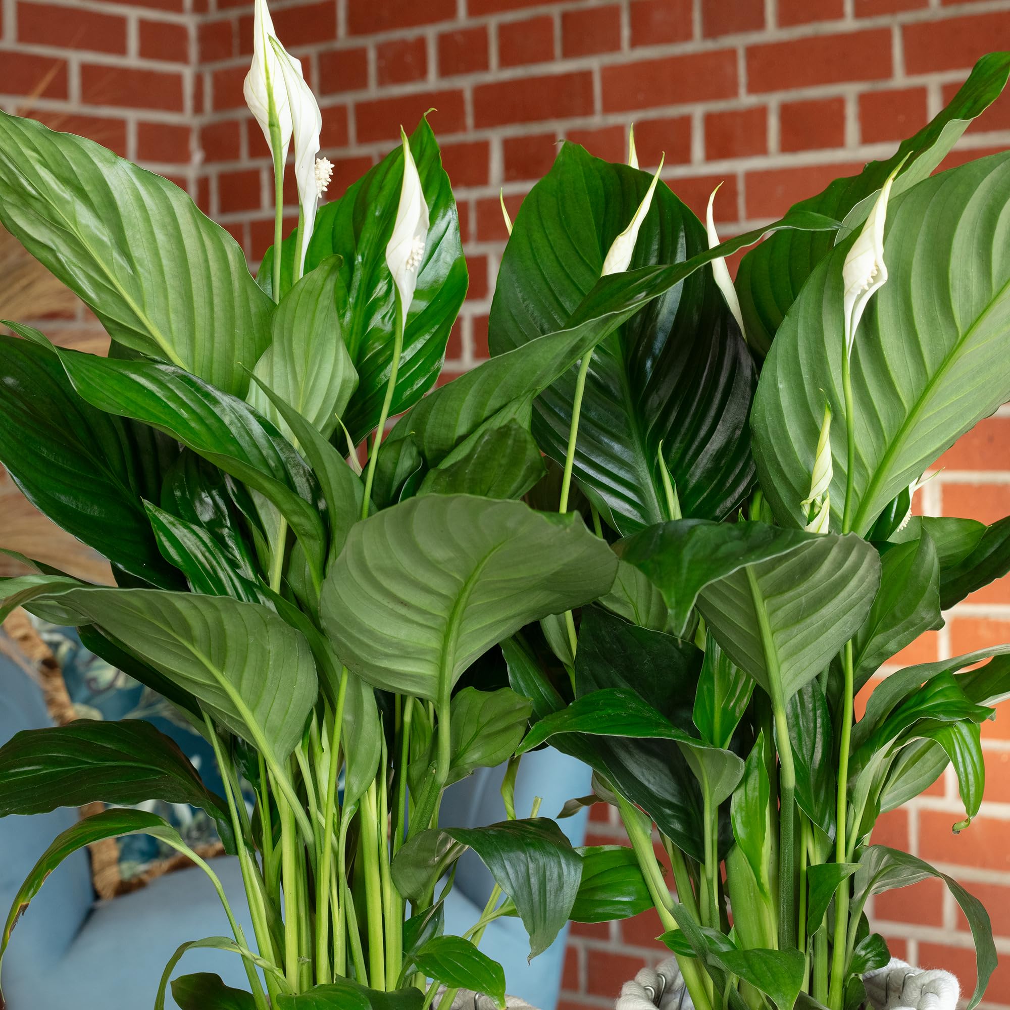 2er-Set Einblatt 3-5 Blüten/Knospen - echte Zimmerpflanze, Spathiphyllum - Höhe ca. 50 cm, Topf-Ø 13 cm