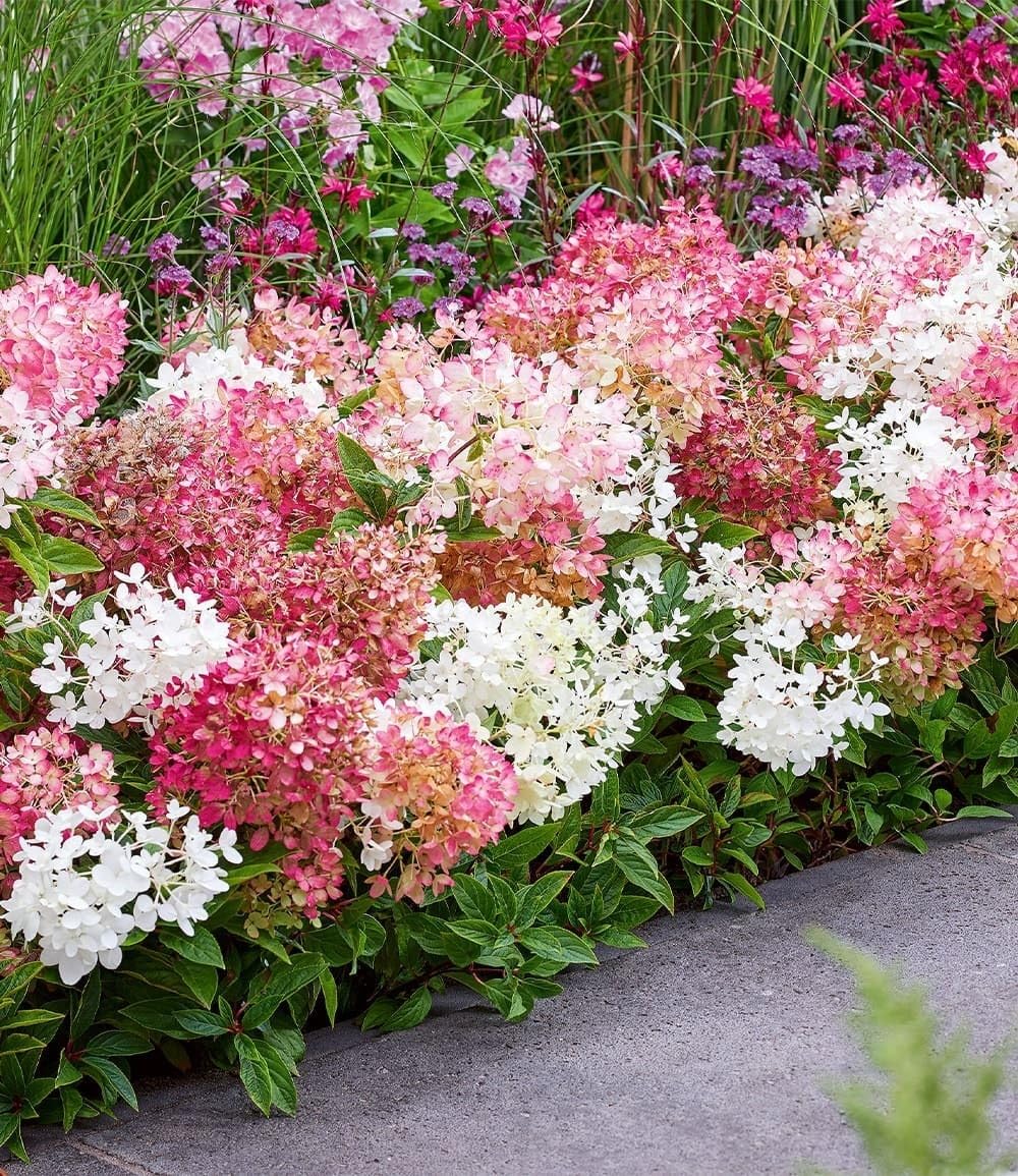 BALDUR-Garten 10x Niedrige Hortensie Groundbreaker®, Pflanzen im 14 cm-Topf | kompakter niedriger Wuchs, reich blühend, gleichmäßiger Heckenaufbau, mehrjährig, winterhart & pflegeleicht