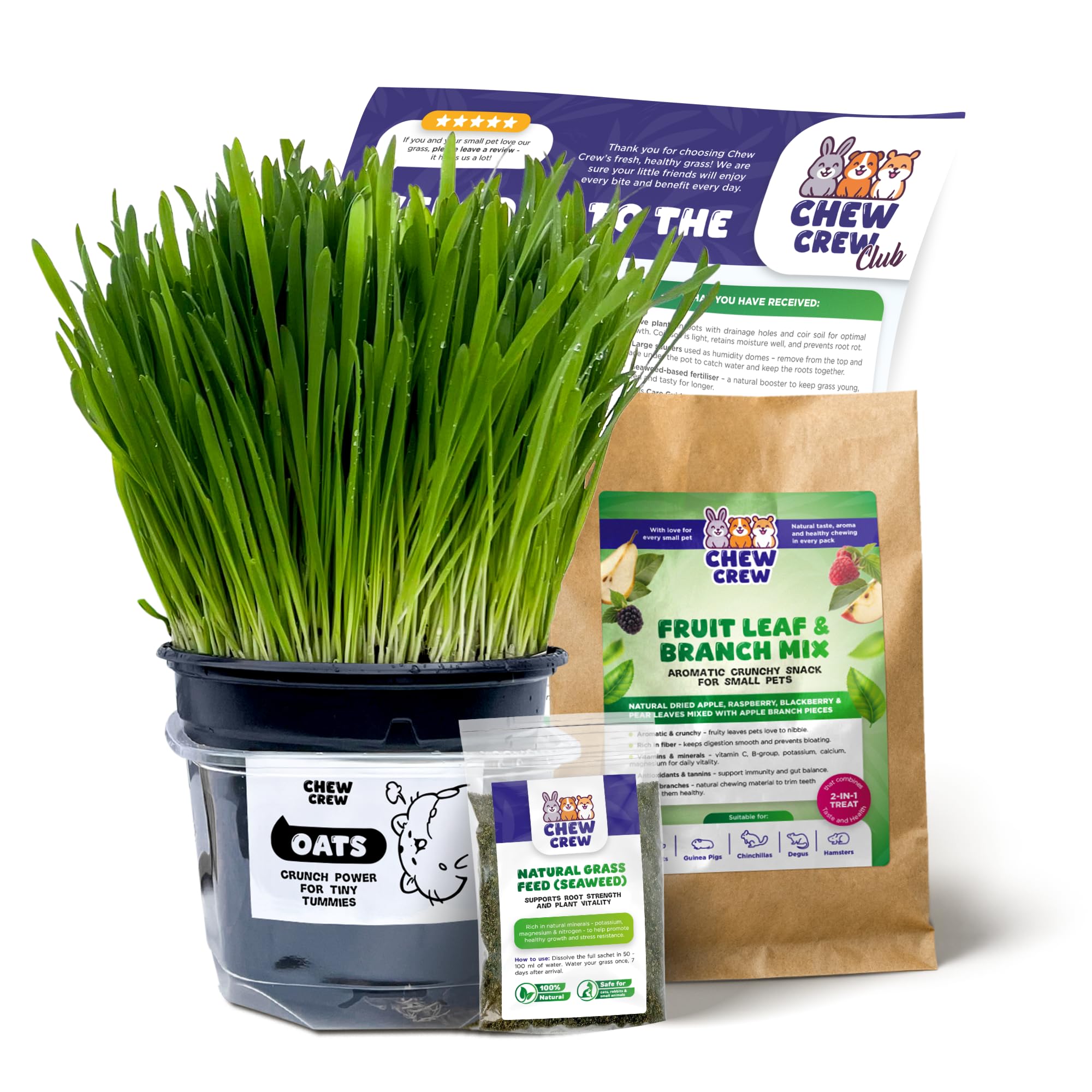 1 Fresh Oats Grass for Rabbits, Guinea Pigs, Chinchillas, Hamsters, Gerbils – Natural Hay Alternative – Live Treat & Boredom Buster – UK Grown by Chew Crew