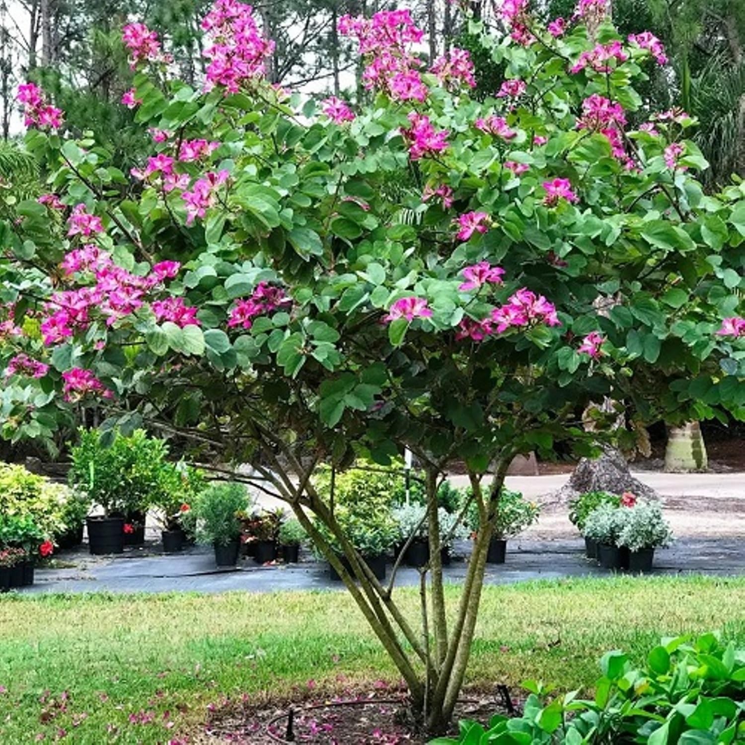 See full amazon price history chart for Bauhinia Purpurea Purple Orchid Red Kachnar Mandharam or Pink Butterfly flower Ornamental venue plant tree 15 seeds for growing Bauhinia Purpurea Purple Orchid Red Kachnar Mandharam or Pink Butterfly flower Ornamental venue plant tree 15 seeds for growing (B0CDMFTN2Q) Amazon Price History, Amazon Price Tracker