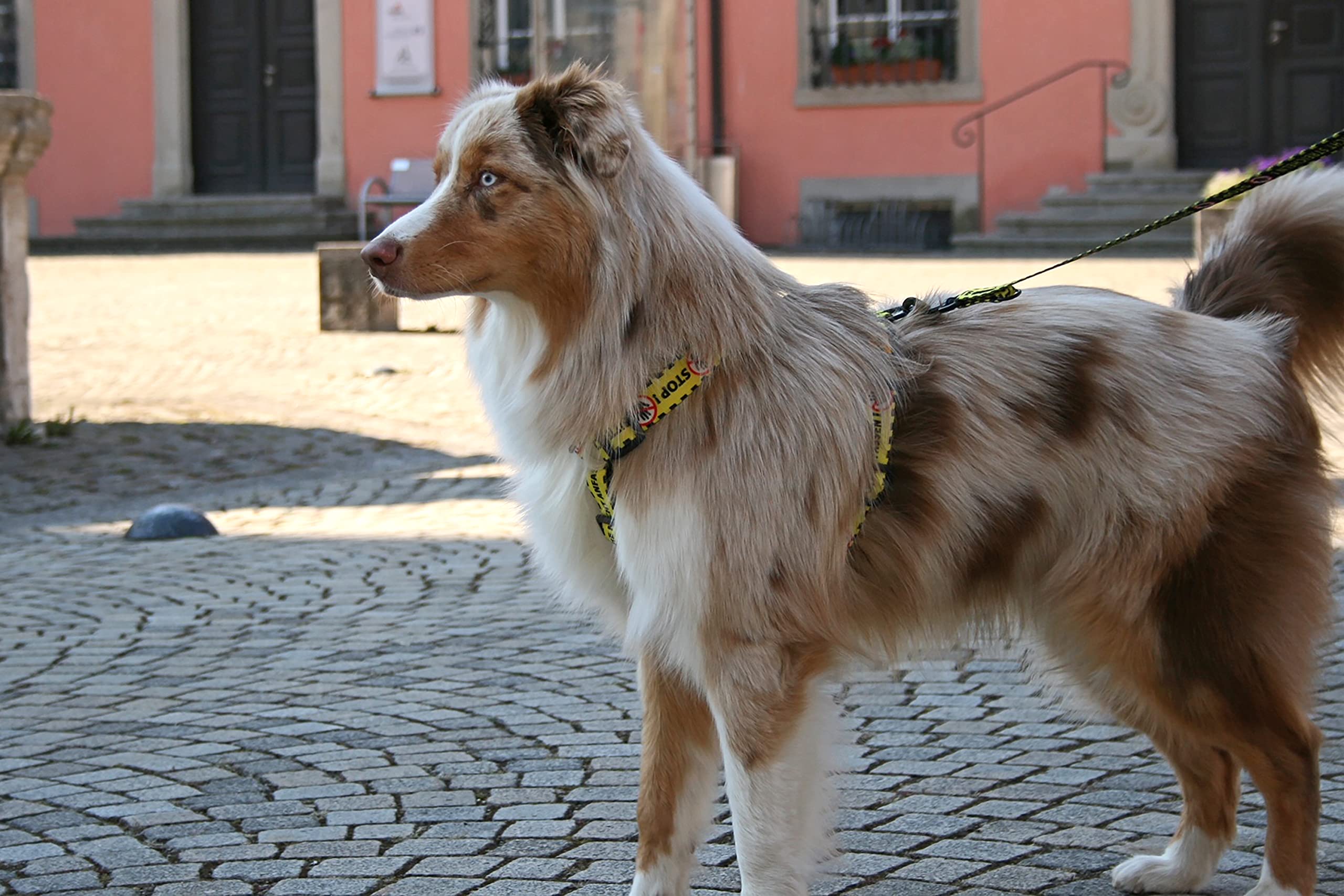 Dingo Do Not Pet Schutzgeschirr, verstellbar, sichere Kontrolle, spezielle Pflege für Verschiedene Hundebedürfnisse, handgefertigt, Schwarz/Gelb mit Warnung Do Not Pet, Größe L (95378)
