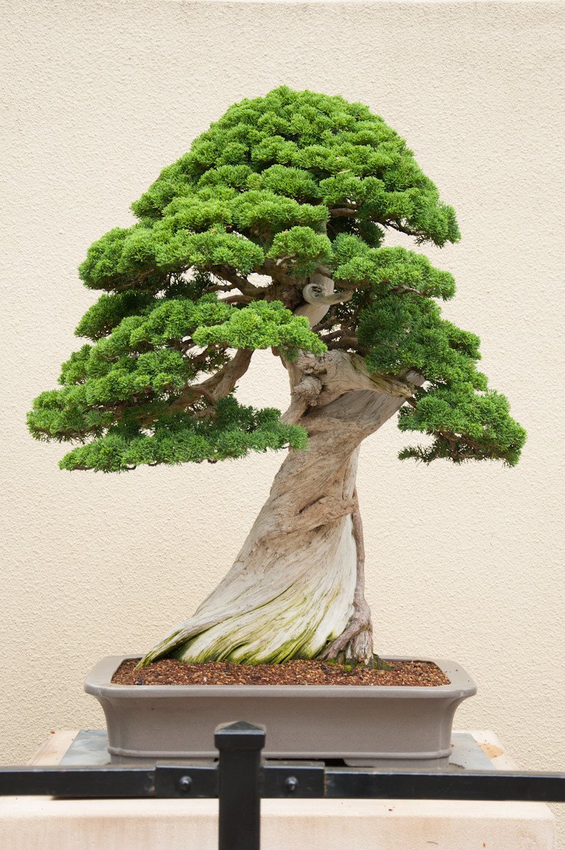 Creative Farmer Imported Bonsai Suitable Seeds Juniper Bonsai Suitable Tree Seeds Bonsai Suitable Seeds (Pack Of 5) For Indoor- (B01LZ2E8CX) Amazon Price History, Amazon Price Tracker