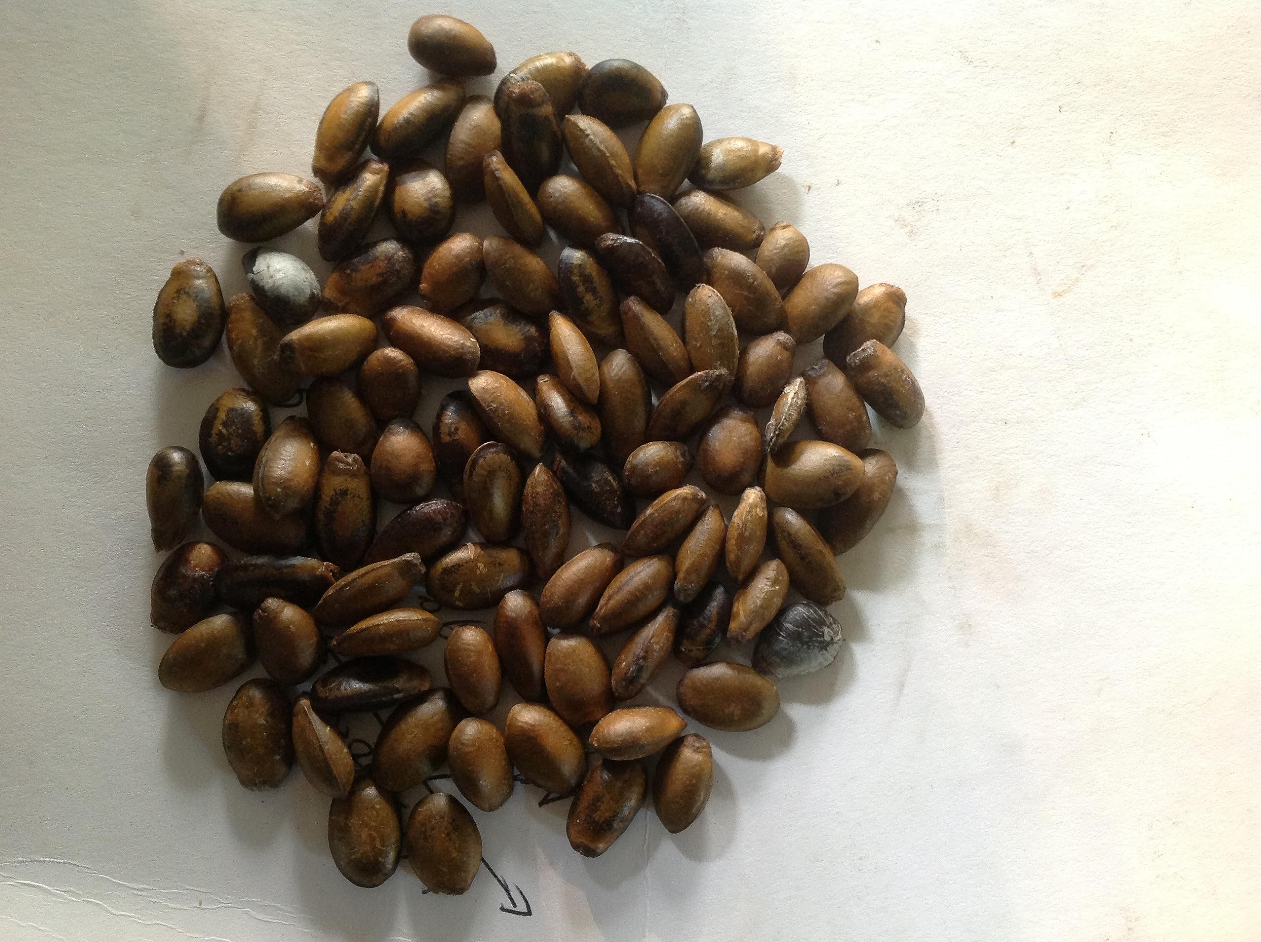 See full amazon price history chart for Soursop Graviola Annona Muricata Guyabano tree seeds for sowing (25 seeds pack) Soursop Graviola Annona Muricata Guyabano tree seeds for sowing (25 seeds pack) (B074VDN4L3) Amazon Price History, Amazon Price Tracker