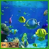 Dream Aquarium – Relaxing Fish Tank & Ocean TV Screensaver
