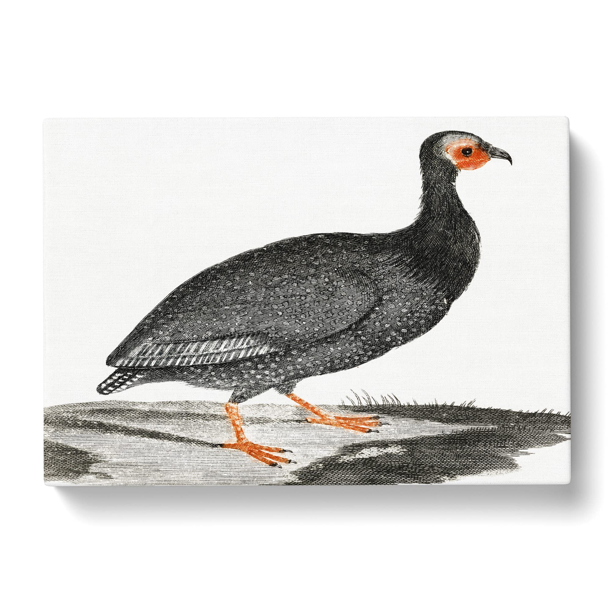 Guinea Fowl By Johan Teyler Canvas Print, Mixed, 25L x 50W cm - Image 3