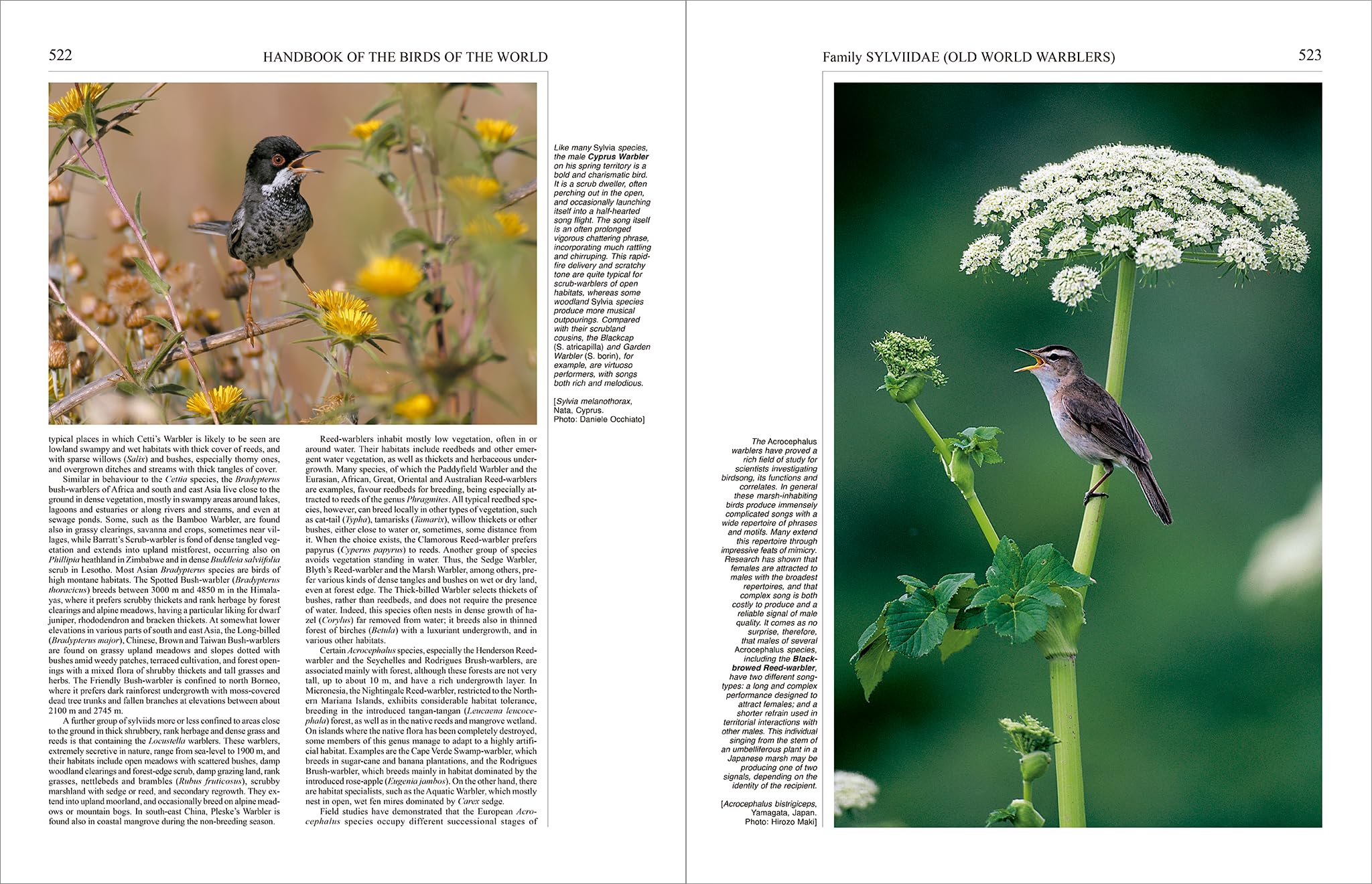 Handbook of the Birds of the World – Volume 11: Old World Flycatchers to Old World Warblers: v. 11