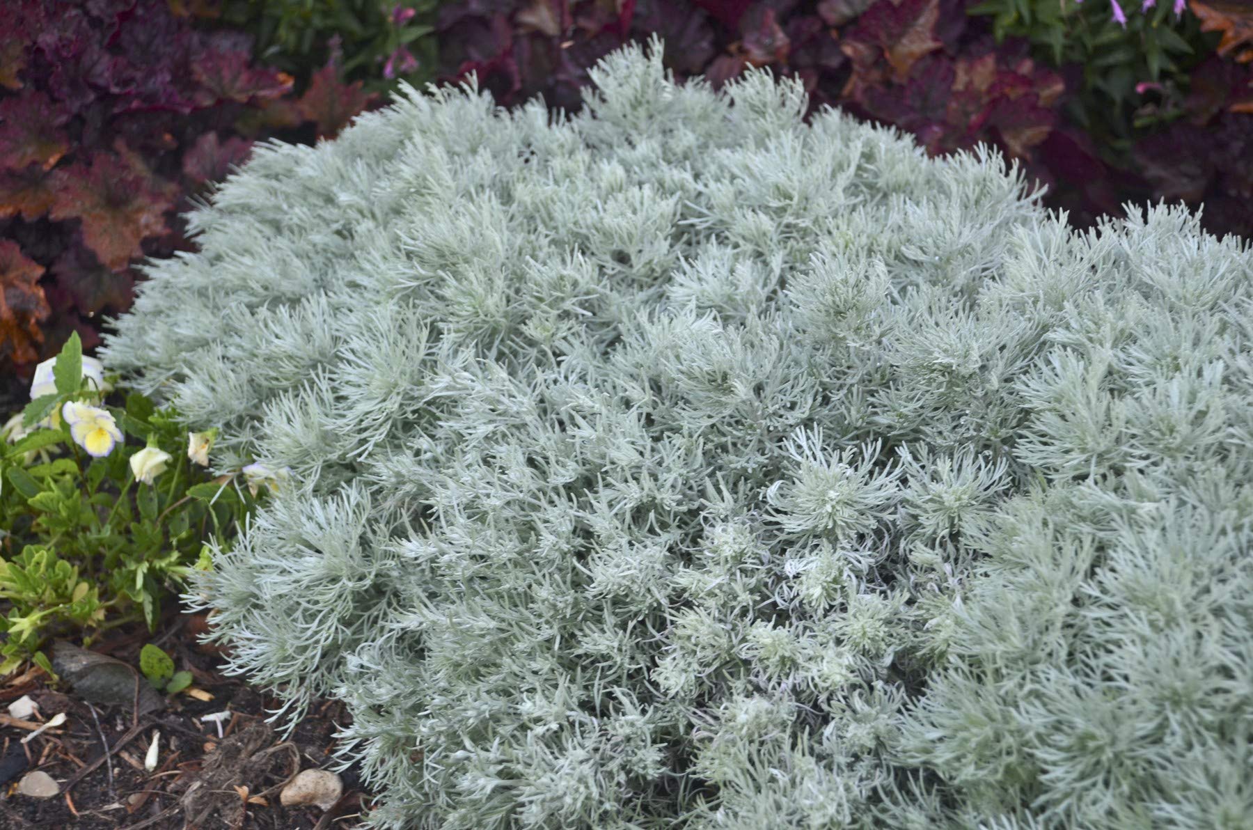 Artemisia 'Silver Mound' Bare Root (3 Pack)