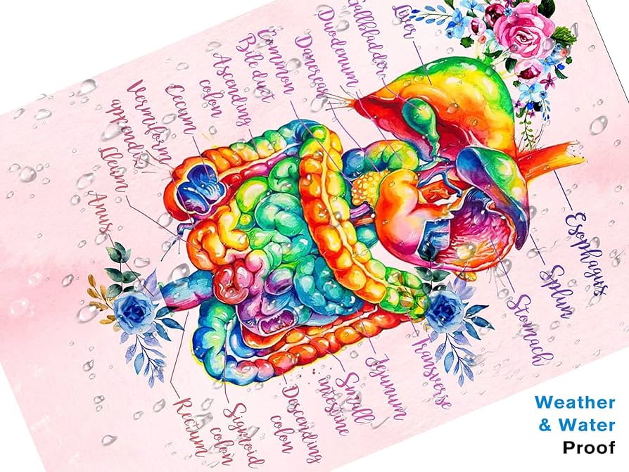 アンティーク解剖図 大判アート作品 fit=scale-down,w=1200