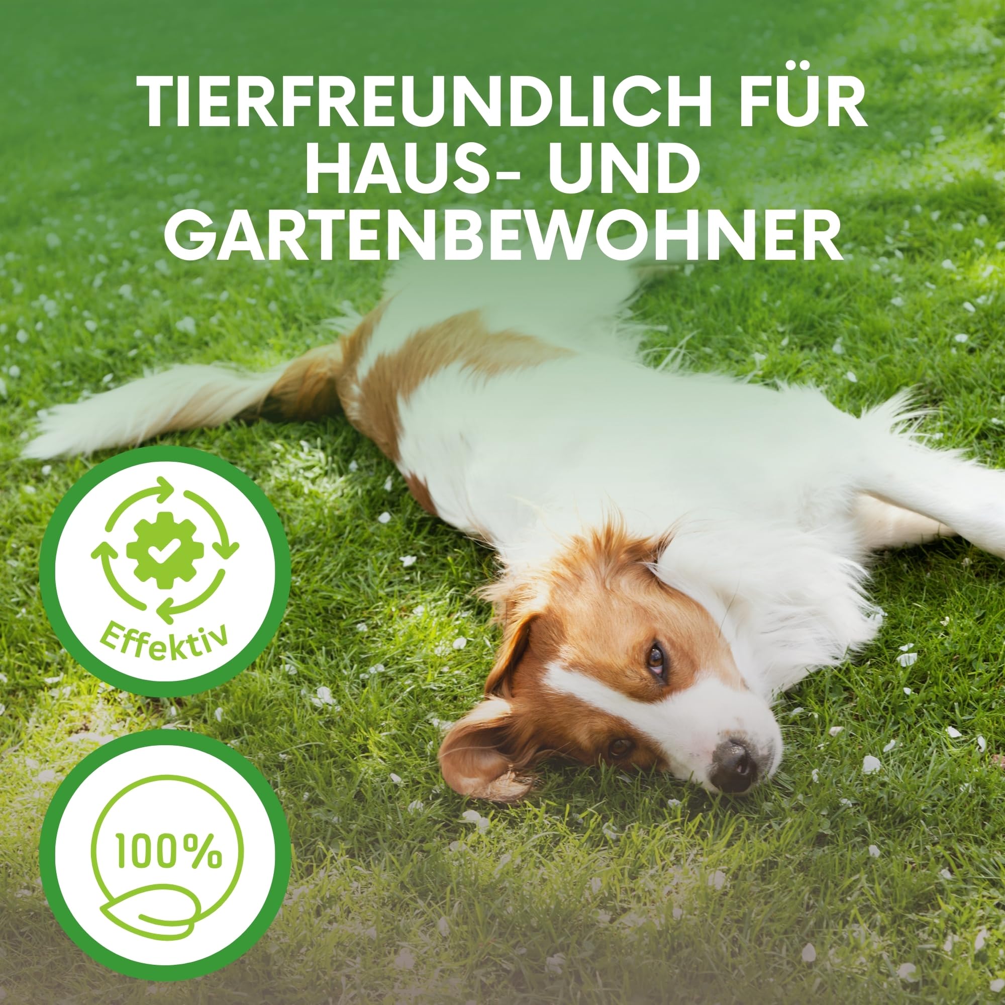 SF- Nematoden 100 mio für 200 m² gegen Trauermücken, Thrips, Weiße Fliege und weiteren Schädlingen biologische Schädlingsbekämpfung mit Fadenwürmern