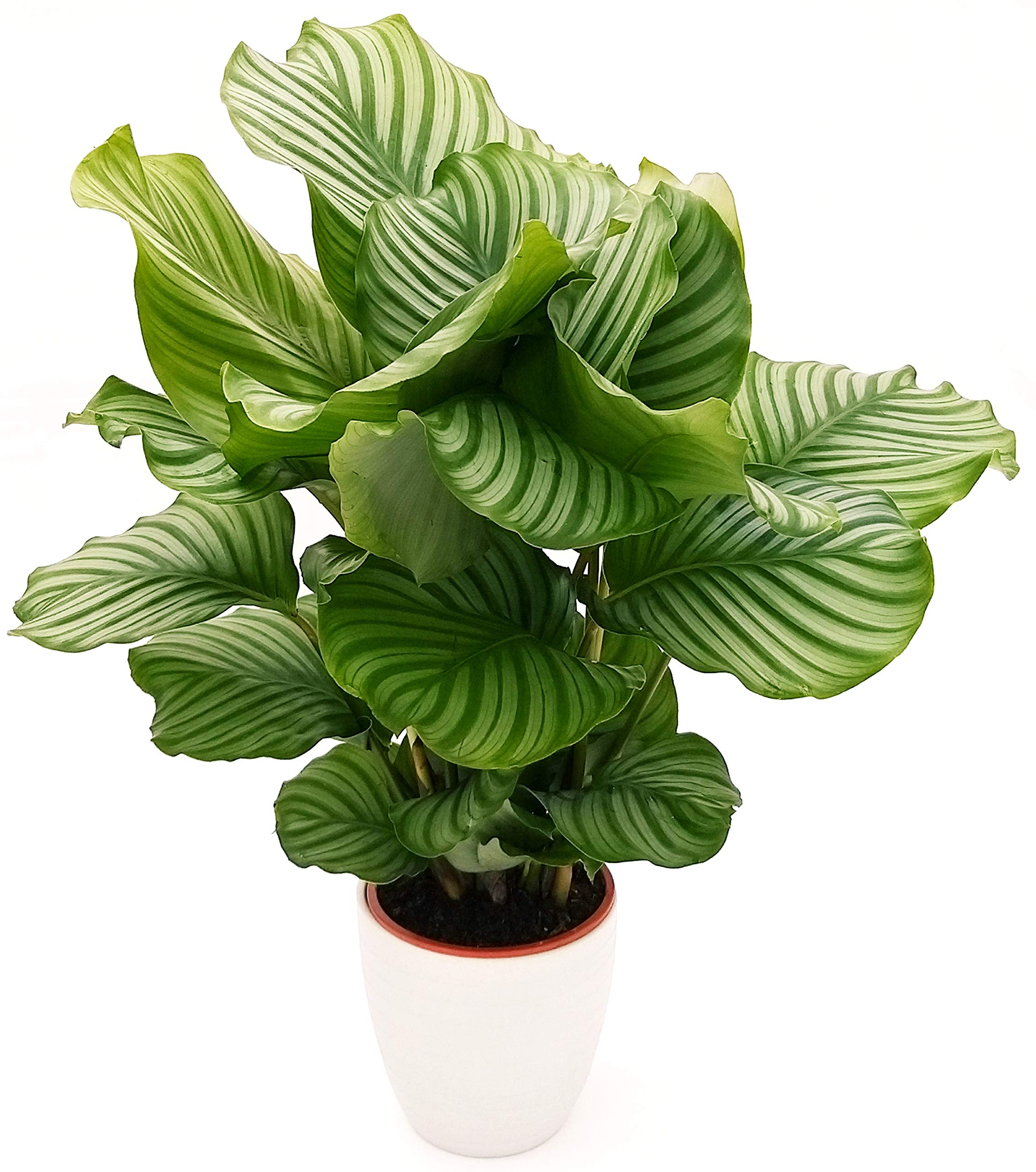 POWERS TO FLOWERS - CALATHEA ORBIFOLIA XXL, MARANTA, IN VASO CERAMICA BIANCO RIGHE, pianta vera