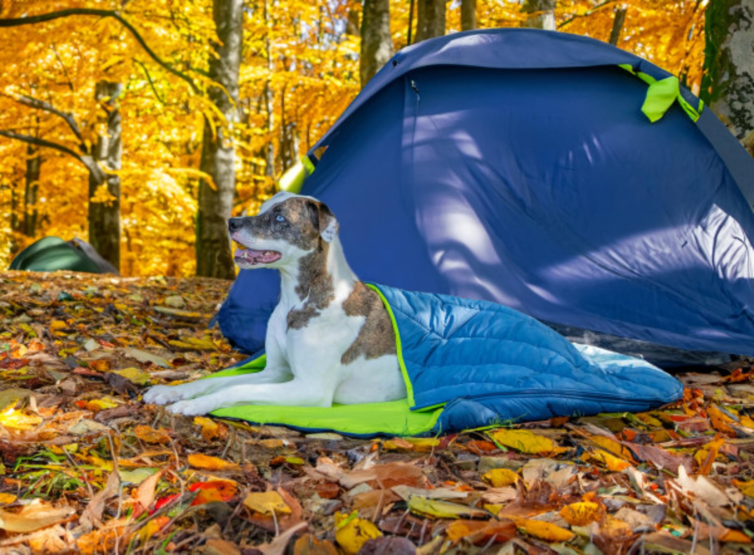Kurgo Pup Sack - Cama de Viaje para Perros para Exteriores, Saco de Dormir para Mascotas, Plegable con Bolsa de Almacenamiento, Resistente al Agua, 76 cm, Azul - M